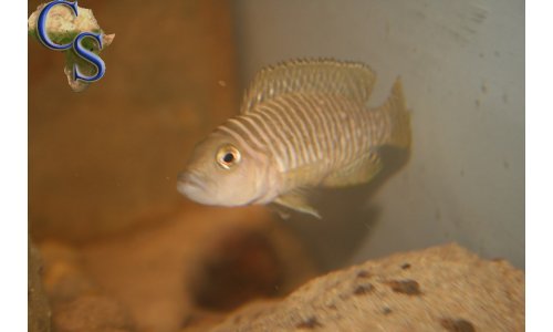 Neolamprologus similis